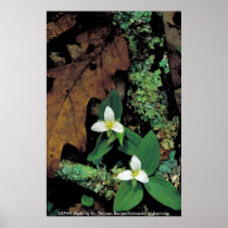 Poster / Snow Trillium