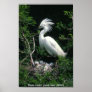 Poster / Snowy Egret