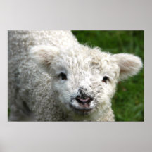 Poster - Spring Lamb