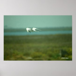 Poster - Tern in flight