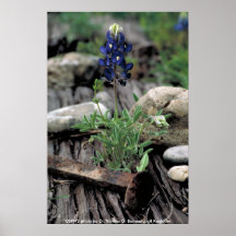 Poster / Texas Bluebonnet