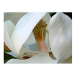 magnolia, garden, gardeners, gardening, flower,