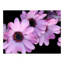 Poster, Three Purple Daisies posters by Florabunda Poster, Three Purple Daisies posters
