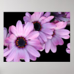 Poster, Three Purple Daisies