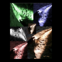 POSTER TREE BARK CALLED CRATER FACE posters