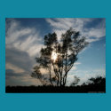 Poster - Tree from the beach posters
