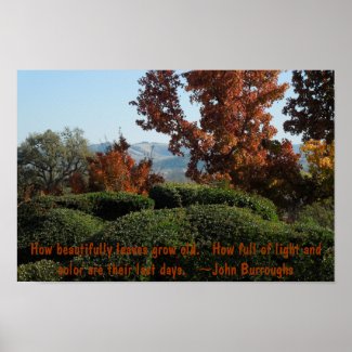 Poster: Trees in Autumn Colors