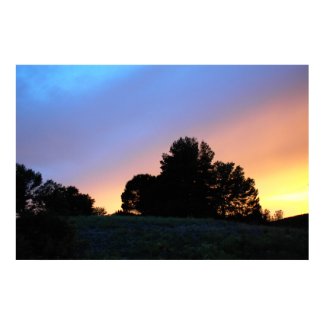 Poster: Trees in Setting Sun in Templeton print
