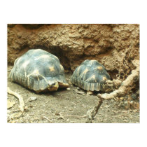 Poster Turtles posters