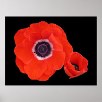 Poster, Two Perfect Red Poppies.
