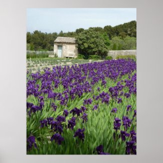 POSTER - Van Gogh Iris zazzle_print
