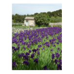 POSTER - Van Gogh Iris posters