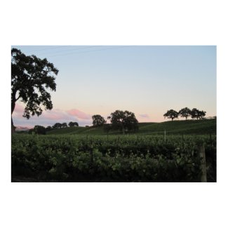Poster: Veris Vineyard on Early June Evening print
