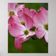 Poster:  Vertical Pink Dogwood