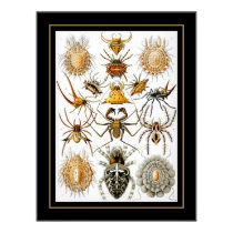 Poster Vintage Artist Ernst Haeckel Arachnida posters