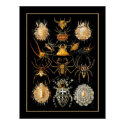 Poster Vintage Artist Ernst Haeckel Arachnida posters