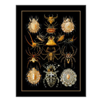 Poster Vintage Artist Ernst Haeckel Arachnida posters