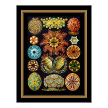 Poster Vintage Artist Ernst Haeckel Ascidiae posters