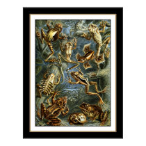 Poster Vintage Artist Ernst Haeckel Batrachia posters