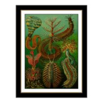 Poster Vintage Artist Ernst Haeckel Chaetopoda posters