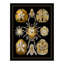 Plakat-Weinlese-Künstler Ernst Haeckel Echinoidea poster