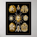 Poster Vintage Artist Ernst Haeckel Echinoidea posters