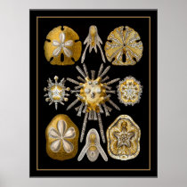 Poster Vintage Artist Ernst Haeckel Echinoidea