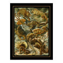 Plakat-Weinlese-Künstler Ernst Haeckel Lacertilia poster