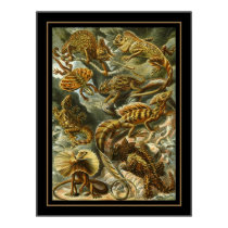Poster Vintage Artist Ernst Haeckel Lacertilia posters