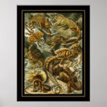 Poster Vintage Artist Ernst Haeckel Lacertilia posters