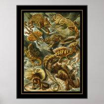 Poster Vintage Artist Ernst Haeckel Lacertilia