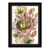 Poster Vintage Artist Ernst Haeckel Nepenthaceae posters