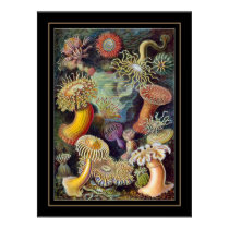Poster Vintage Artist Ernst Haeckel Sea Anemone posters