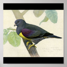 Poster-Vintage Chicago Art-Abyssinian Birds 1