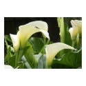 Poster, WHITE CALLA LILIES_ Horiz # 1 posters