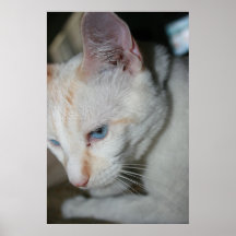 Poster, White Cat