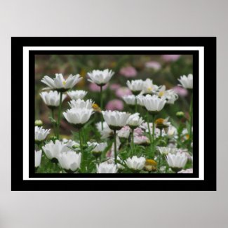 Poster - White Daisy Flowers