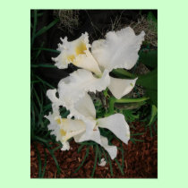 Poster: White Orchids posters