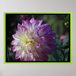 Poster - White-Purple Dahlia Flower