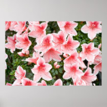 Poster with Azalea Flower Blossoms