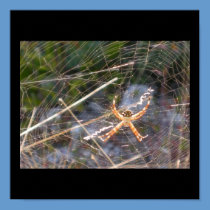 Poster with Spider on Web posters
