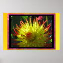 Poster - Yellow Dahlia Flower
