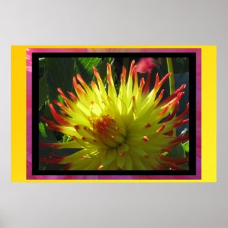 Poster - Yellow Dahlia Flower