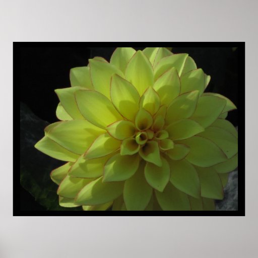 Poster - Yellow Dahlia Flower