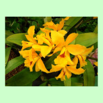 Poster: Yellow Orchid Group posters