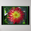 Poster - Yellow Red Dahlia Flower