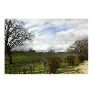 Poster:Zenaida Vineyards, Paso Robles, CA print