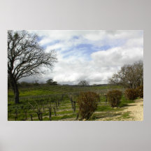 Poster:Zenaida Vineyards, Paso Robles, CA