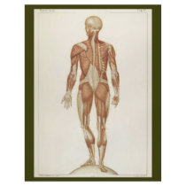 Posterior Muscles Flyer