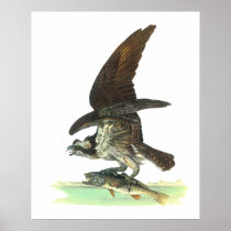 Posters/Print: Osprey - John Audubon